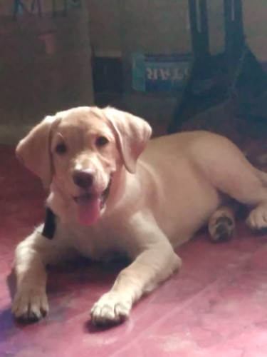 Labrador - 3.5mths - Female